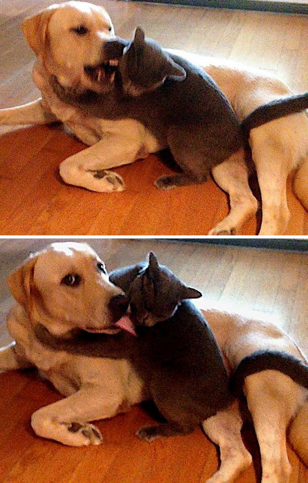 Cats And Dogs Live Together before and after