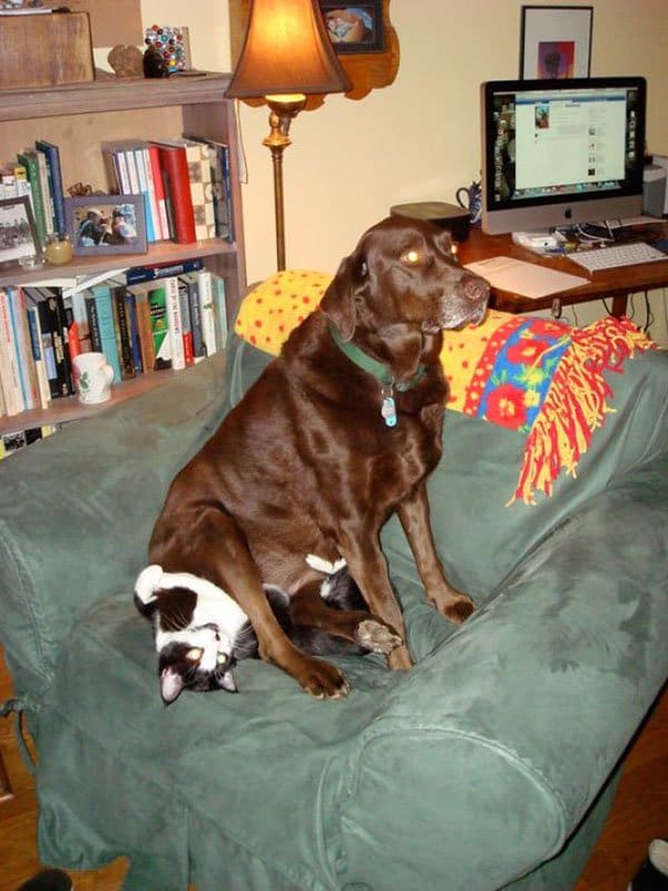 Cats And Dogs Live Together dog sitting on cat