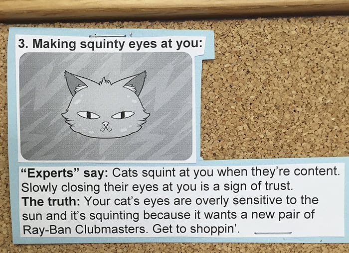 Common Cat Behaviors making squinty eyes
