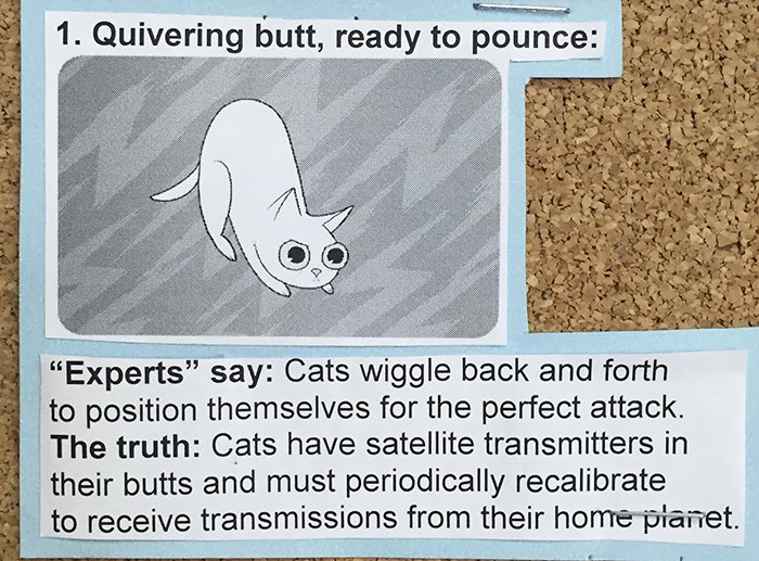 Common Cat Behaviors quivering butt