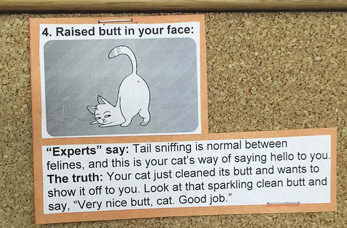 Common Cat Behaviors raised butt in your face