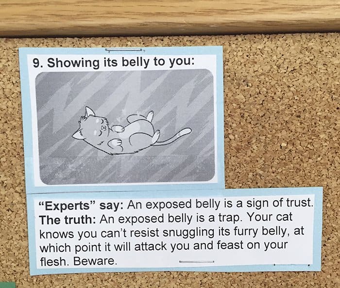 Common Cat Behaviors showing its belly to you