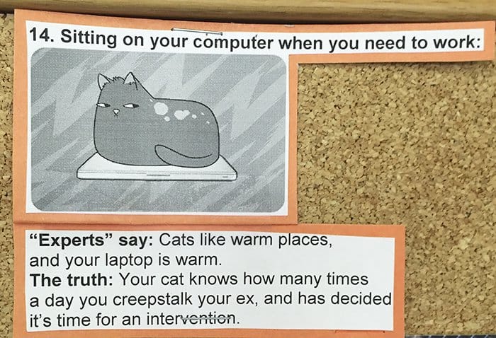 Common Cat Behaviors sitting on your computer