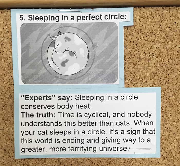 Common Cat Behaviors sleeping in a perfect circle
