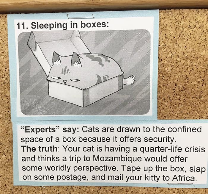 Common Cat Behaviors sleeping in boxes