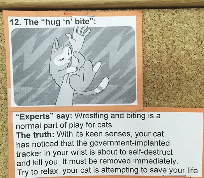 Common Cat Behaviors the hug n bite