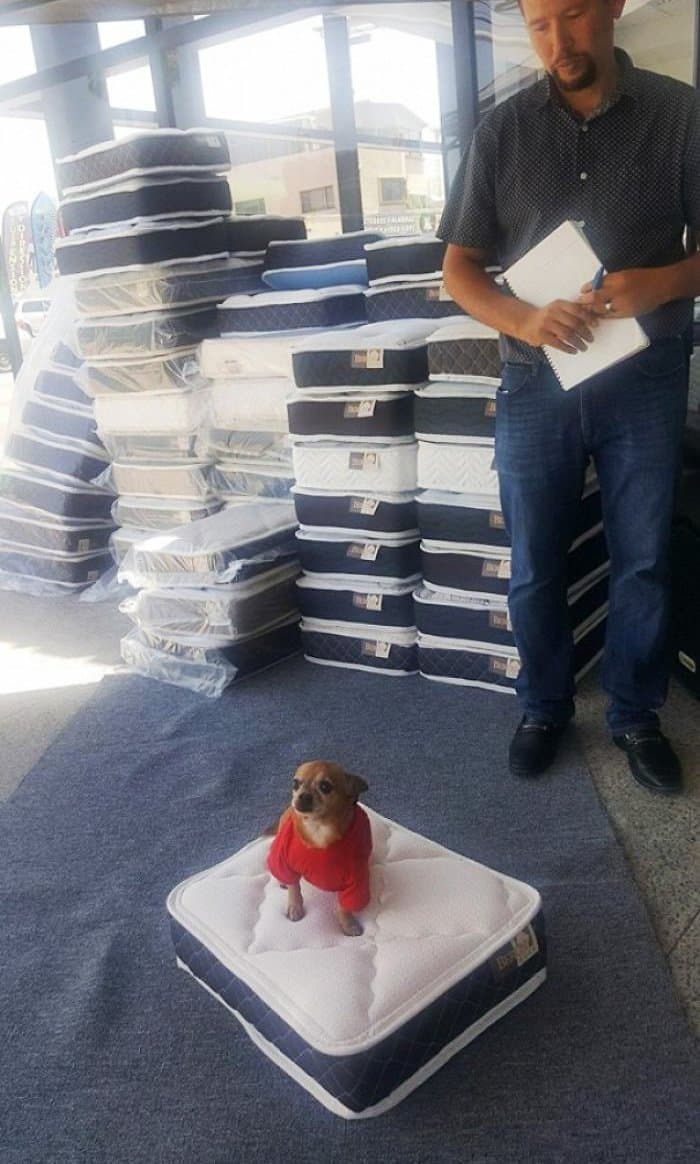 Genius Stores free mattress