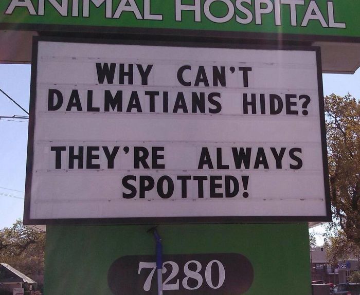 Genius Vet Signs why cant dalmations hide