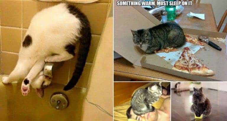 Hilarious Examples Of Cat Logic