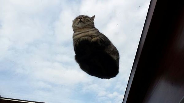 'I Woke Up To This' Moments cat sleeping on glass