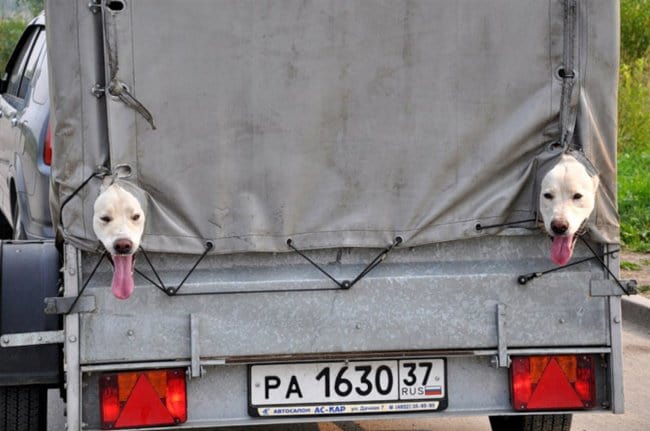 Interesting Photos dogs heads lorry