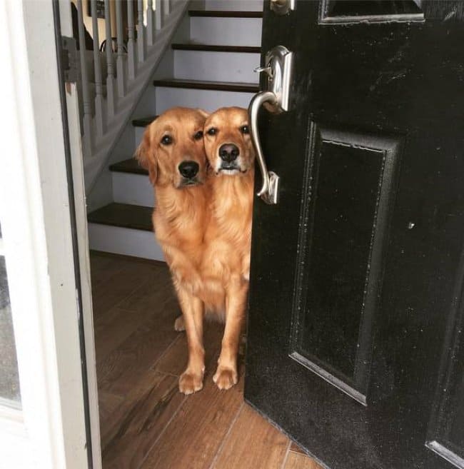 Misleading Photos two dogs merged in to one