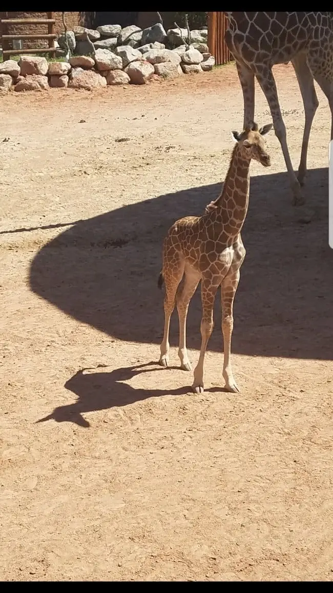 Misleading Photos unicorn giraffe