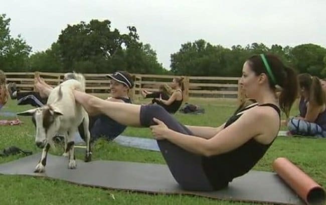 Misleading Photos yoga goat