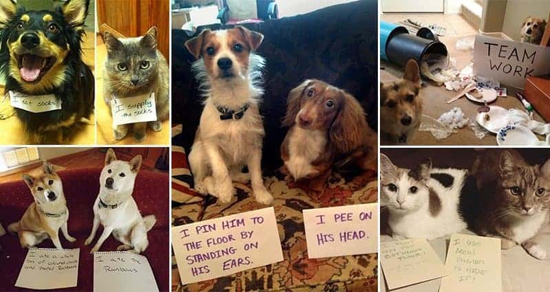 Pairs Of Adorable Animals That Are Partners In Crime