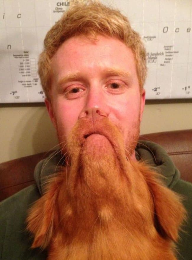 Photos That Will Trick Your Brain dog beard