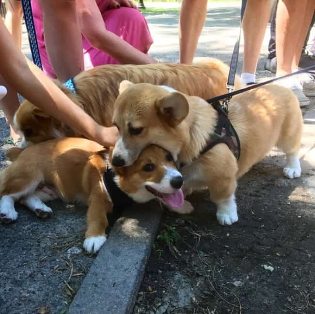 Photos That You Will Never Be Able To Unsee corgi eating friend