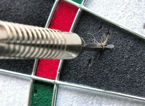 Rare Coincidences mosquito killed by dart