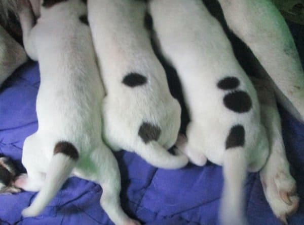 Rare Coincidences three puppies with dots