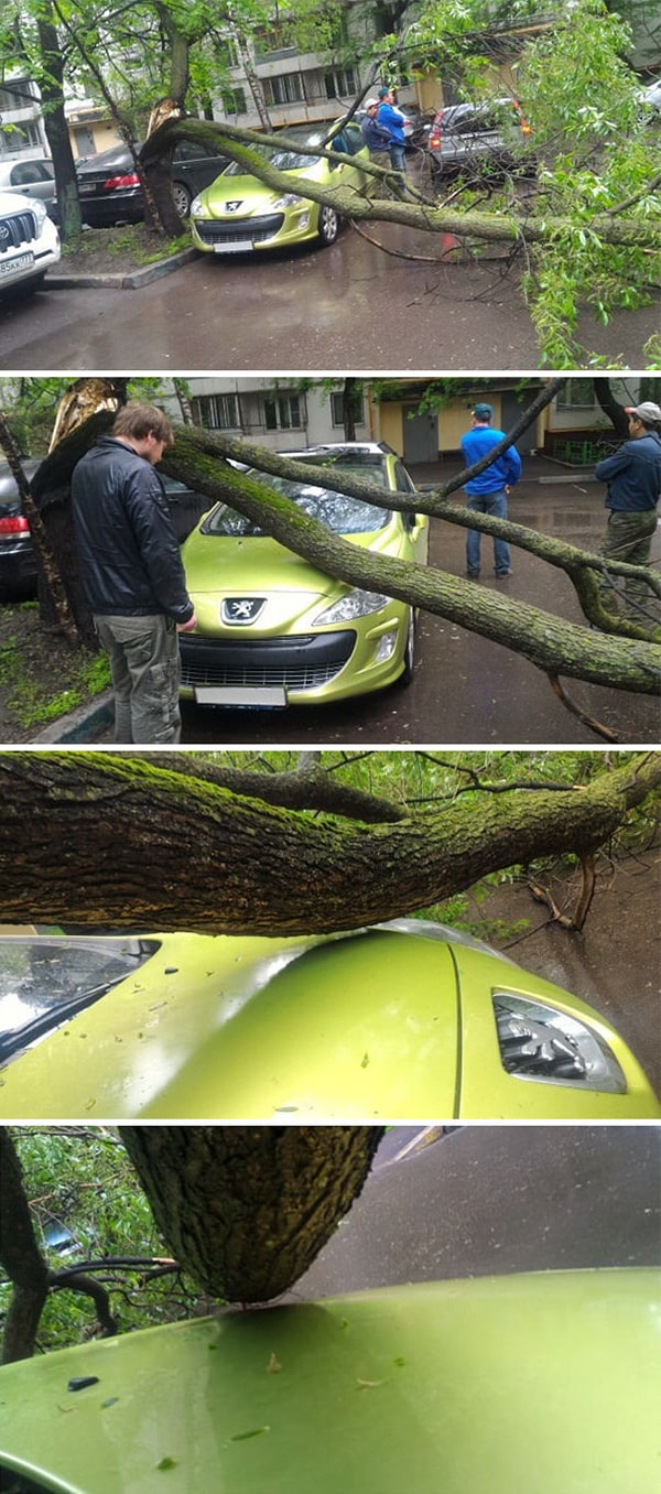 Rare Coincidences tree almost falling on car