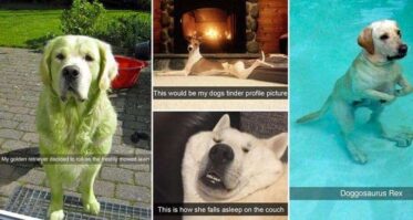 Hilarious Snapchats Involving Dogs Proving How Great They Are