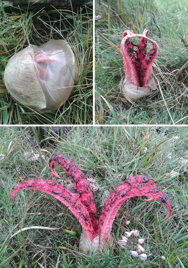 Terrifying Pictures Of Nature devils fingers