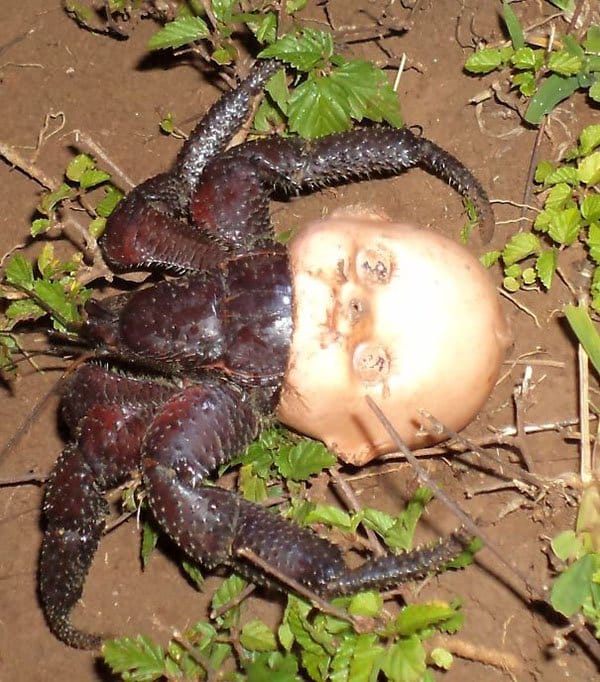 Terrifying Pictures Of Nature hermit crab doll head