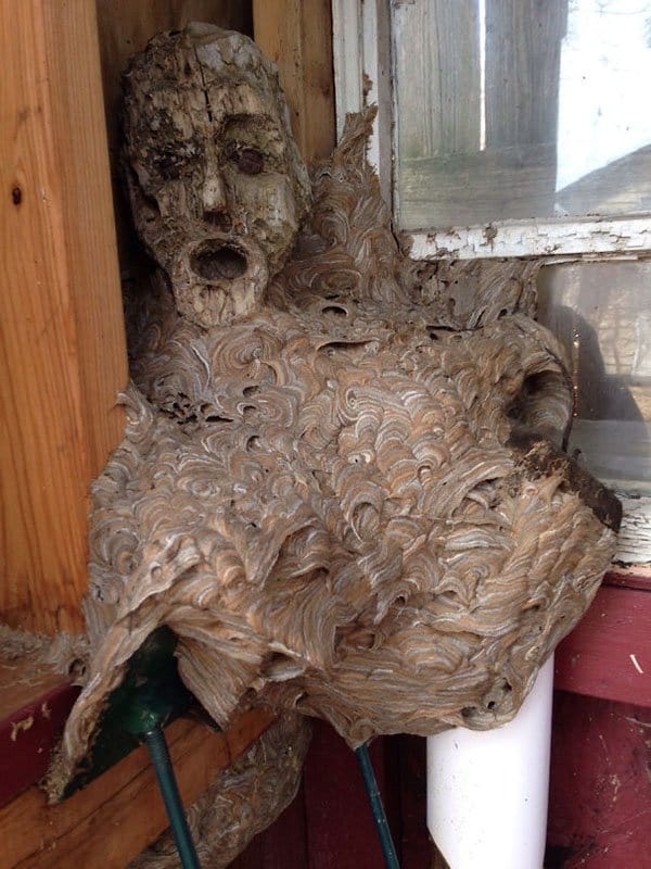 Terrifying Pictures Of Nature hornets nest wood statue
