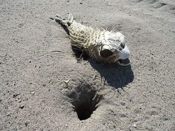 Terrifying Pictures Of Nature spiked skeleton