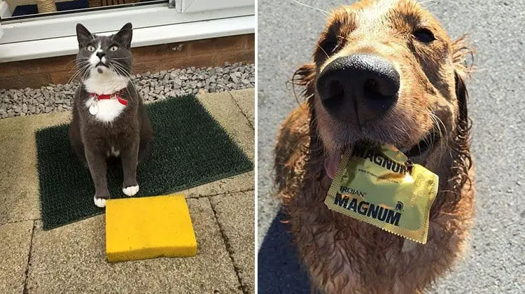 14 Times Pets Brought Their Owners Unexpected Gifts