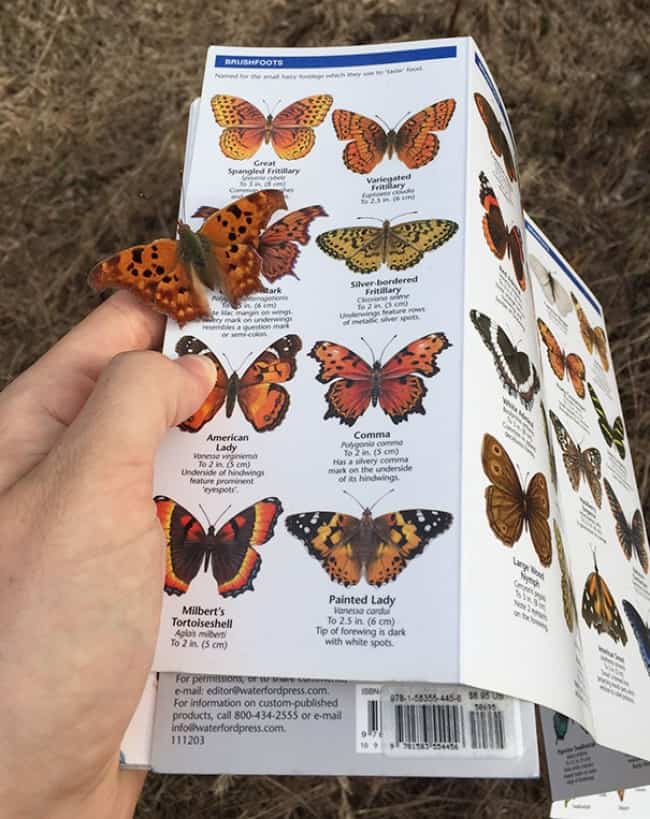 Amazing Coincidences butterfly landing on book