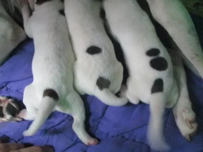 Amazing Coincidences dogs with spots