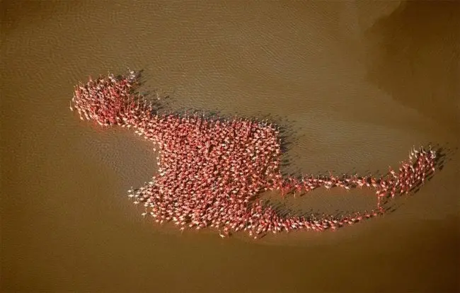 Amazing Coincidences flamingo formation