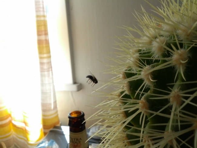 Amazing Coincidences fly on cactus