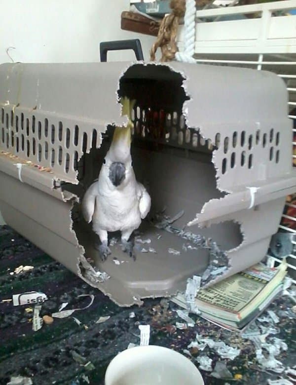 Animals Being Total Jerks bird in cage