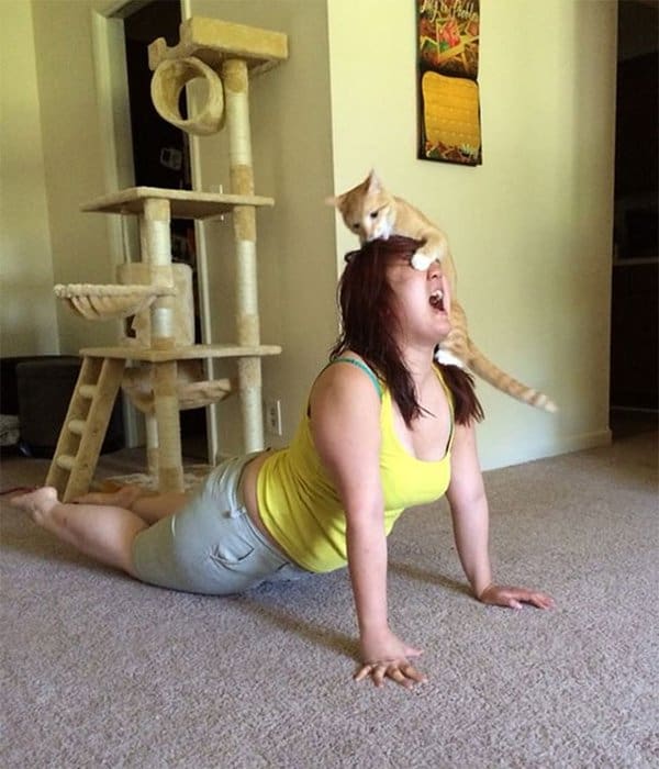 Animals Being Total Jerks cat yoga pose