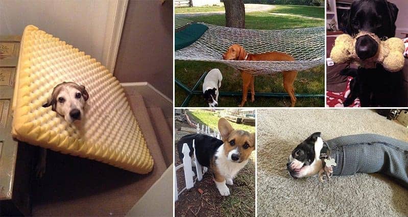 Dogs That Are Acting Hilariously Casual