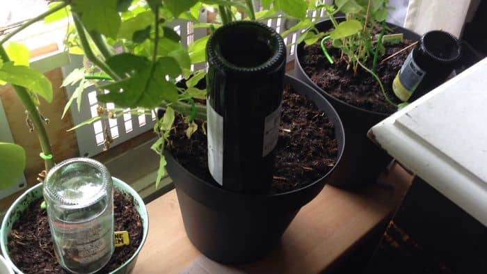 Genius Life Hacks keep plants alive whilst away