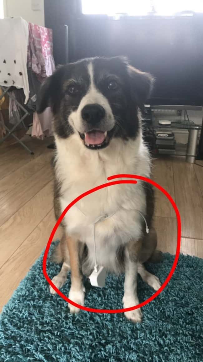 Genius People dog brings charger