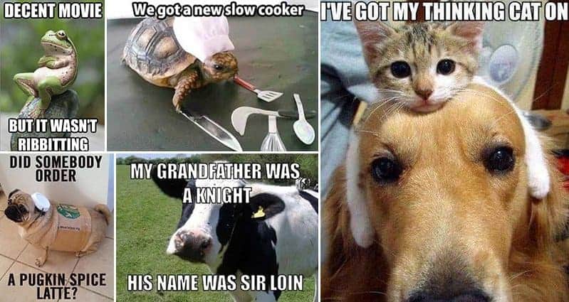 Hilarious Pun-Filled Images To Brighten Up Your Day - Part 1