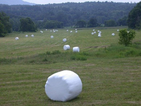 Hilarious Uncles marshmallow farm