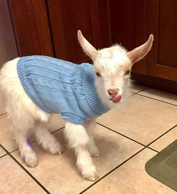 Mothers-In-Law Made Life More Interesting cedric goat