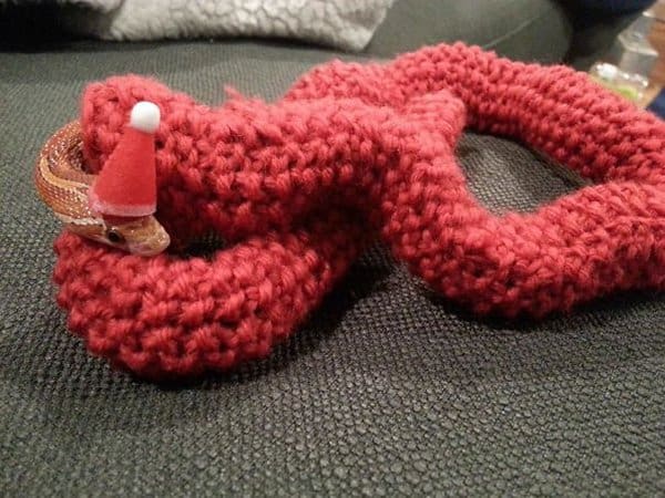 Mothers-In-Law Made Life More Interesting snake sweater