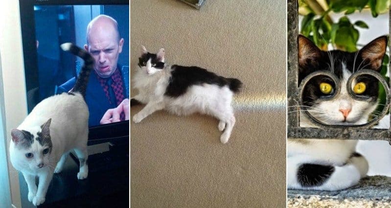 Perfectly Photos Of Cats