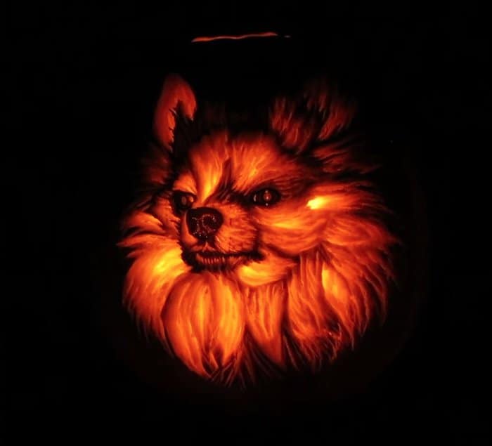 Pumpkin Pomeranian Dog-O-Lantern final result