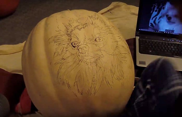 Pumpkin Pomeranian Dog-O-Lantern sketch