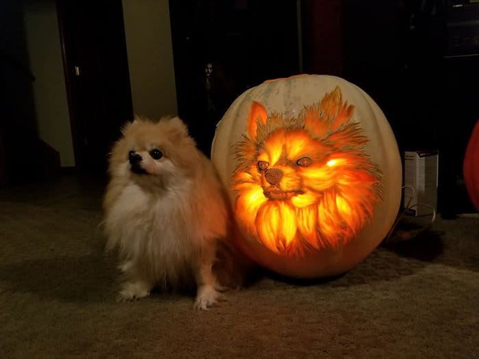 Pumpkin Pomeranian Dog-O-Lantern sophie next to pumpkin