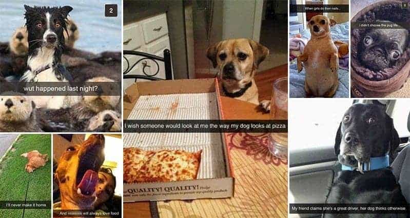 Snapchats For Dog-Lovers