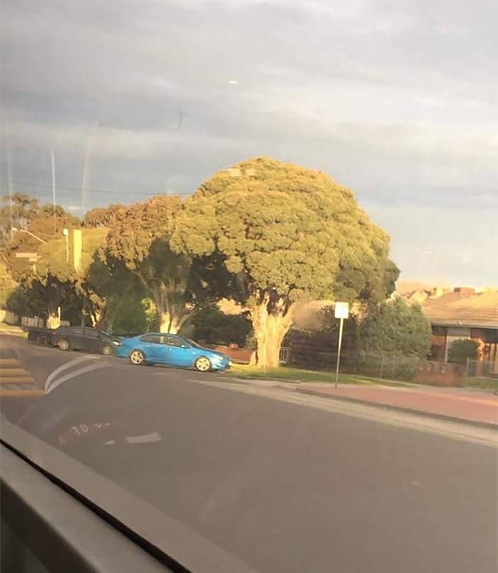 Trees That Look Like Something Else brocolli