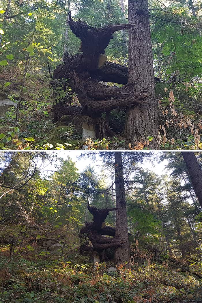 Trees That Look Like Something Else devil tree